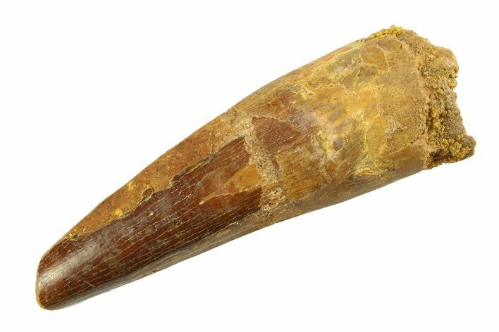 Fossil Spinosaurus Tooth - Real Dinosaur Tooth #351574